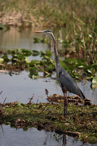 Bird in lake