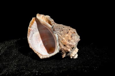 Close-up of seashell against black background
