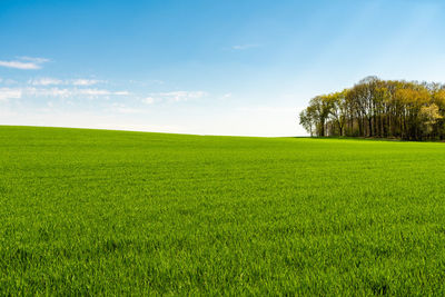 Scenic view of agricultural field against sky