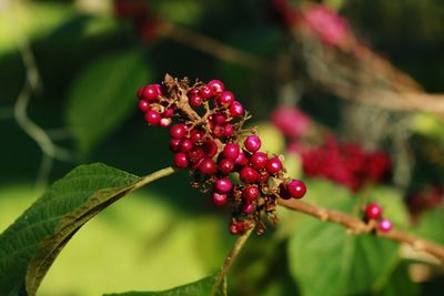 Close-up of red berries on branch