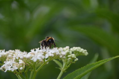 Close-up of bee pollinating on white flower