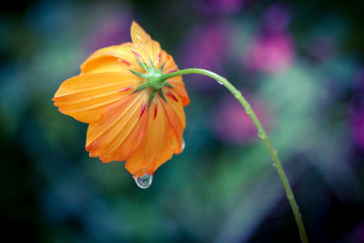 Close-up of wet flower in park