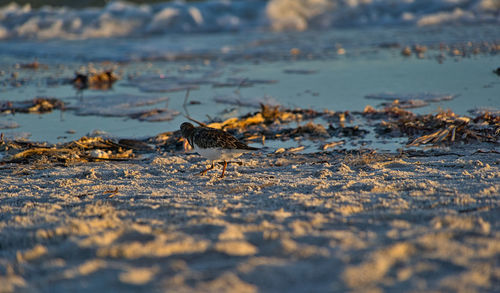 View of birds on beach