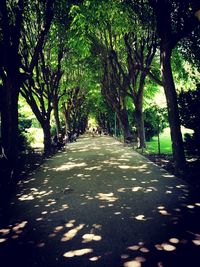 Street amidst trees in forest