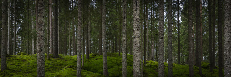 View of trees in forest