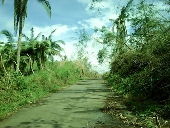 Dirt road amidst trees against sky