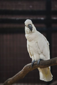 Close-up of cockatoo perching on wood in cage at zoo