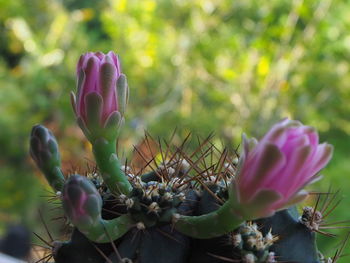 Close-up of succulent plant