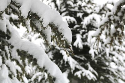 Close-up of frozen plant during winter