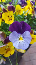 Close-up of yellow flowering plant