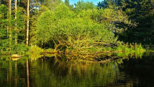 Reflection of trees in lake