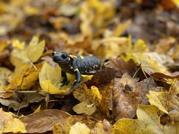 Yellow spotted black skin gecko on yellow leaves