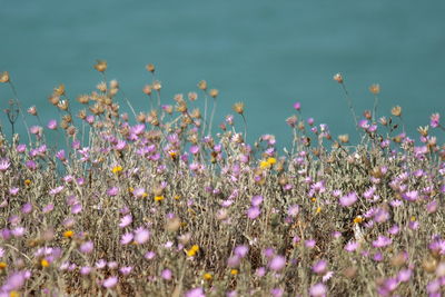 Close-up of purple flowering plants on field