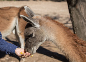 Close-up of alpaca eating from hand