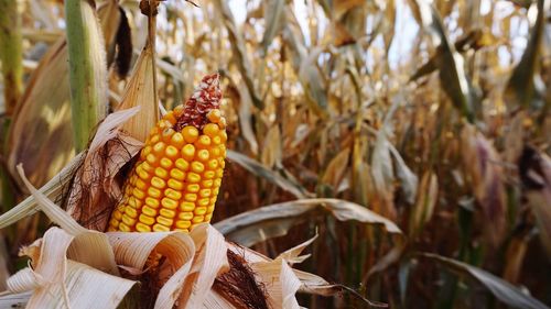 Close-up of corn on field