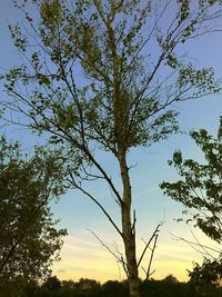 Low angle view of trees in forest against sky