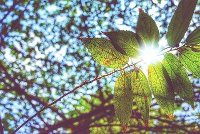 Low angle view of sunlight streaming through tree