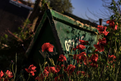 Close-up of red flowering plants on field