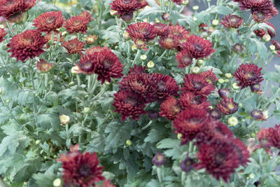 Close-up of red flowers in garden