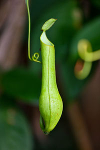 Close-up of plant