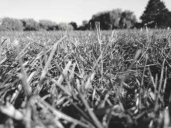 Surface level of plants on field against sky