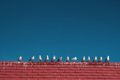 Low angle view of seagull on red brick wall against clear blue sky