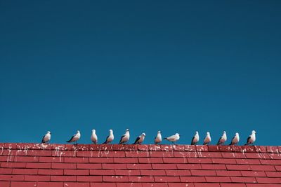 Low angle view of pigeons perching on wall