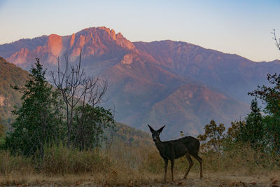 Horse standing on a mountain