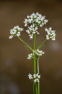 Close-up of white flowering plant