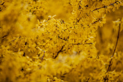 Close-up of yellow flowering plant on field