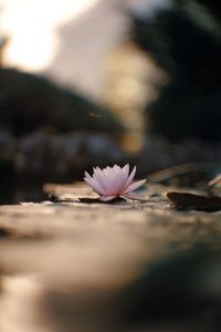 Close-up of pink lotus water lily in lake