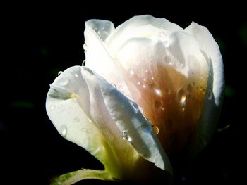 Close-up of water lily against black background