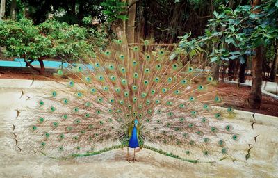 Peacock on dirt road