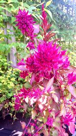 Close-up of pink flowers