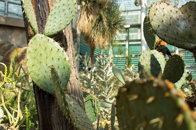 Close-up of plant