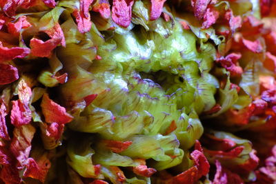 Full frame shot of red chili peppers