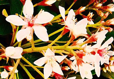 Close-up of white flowers