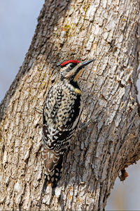 Close-up of bird perching on tree