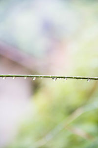 Close-up of wet plant during rainy season