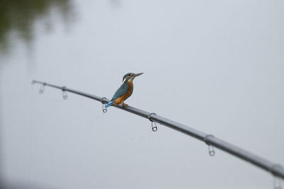 Low angle view of bird perching on the sky