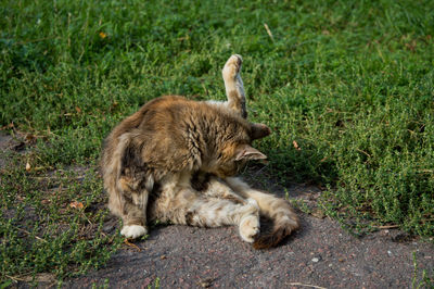 Cat on grass by plants