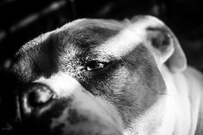 Close-up portrait of dog relaxing