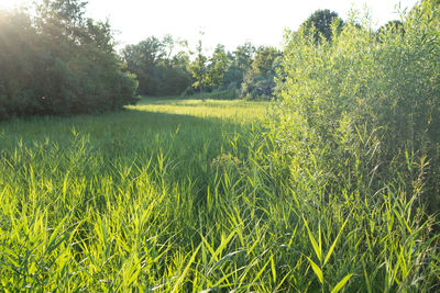 Scenic view of agricultural field