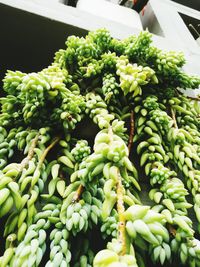 Close-up of vegetables for sale in market