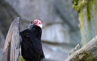 Close-up of vulture