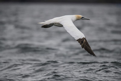 Gannet flying over sea