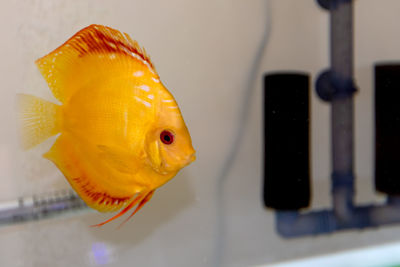 Close-up of fish swimming in sea