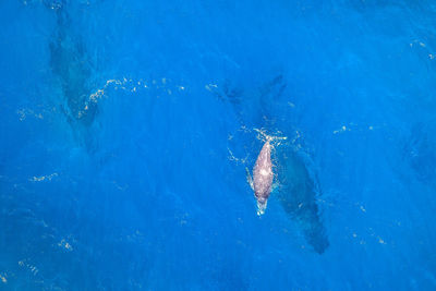 High angle view of jellyfish in sea