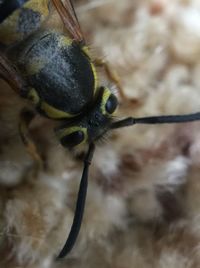 Close-up of insect on leaf