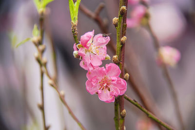 Close-up of pink cherry blossoms in spring